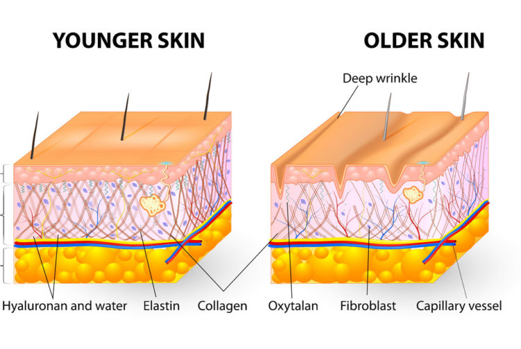 Zdroj:Vectorstock a popis významu kolagénu v rámci starnutia pokožky